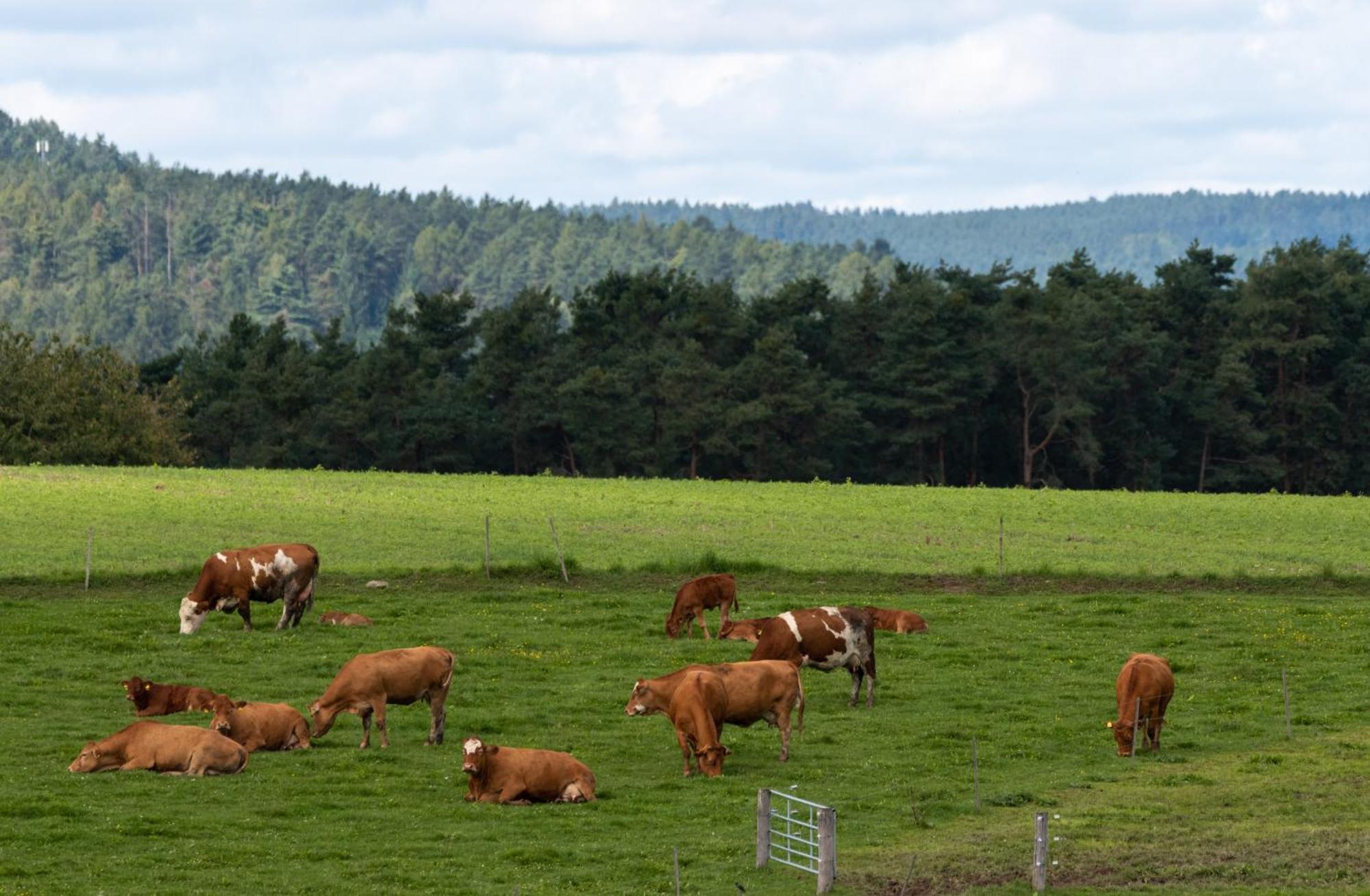 Moderne, Gemuetliche Dg-Wohnung In Ruhiger Lage Neunburg vorm Wald Bagian luar foto